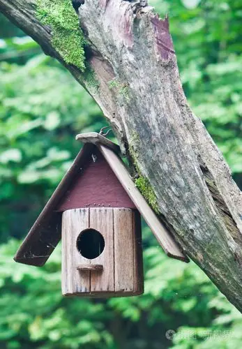 一棵树上的鸟房子
