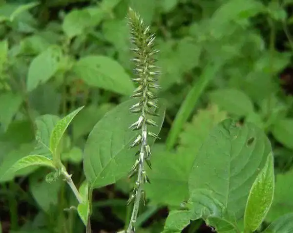 每日认识一味中药牛膝