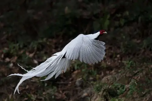 寻鸟(12): 《林中仙子.白鹇》