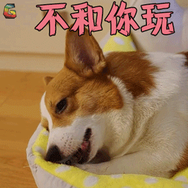 萌宠gif狗gif小短腿dubygifdubygif赞gif不和你玩gifsoogifgifsoogif