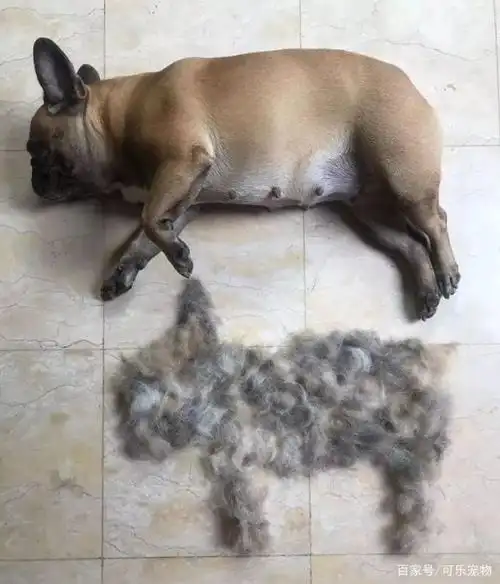 宠物狗掉毛严重,狗毛漫天飞舞像是蒲公英,这完全是养了一只羊