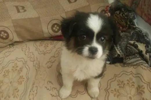 蝴蝶犬和泰迪哪个好,蝴蝶犬文静乖巧更适合家养