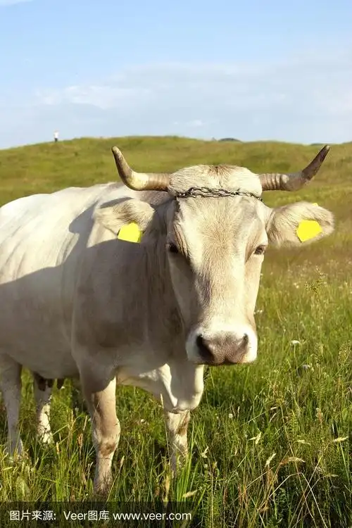 白牛特写