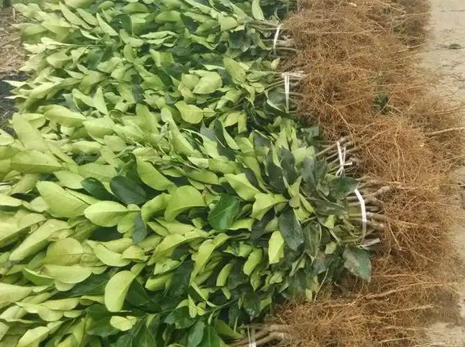 驭硕 红心柚子树苗果树嫁接红肉三红蜜柚正宗红心柚子树苗当年结果