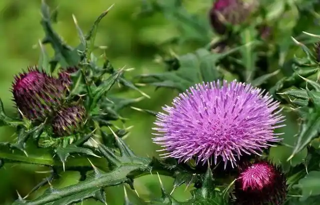 农村地上的刺草牛都不爱吃现在买到10元一斤有人收