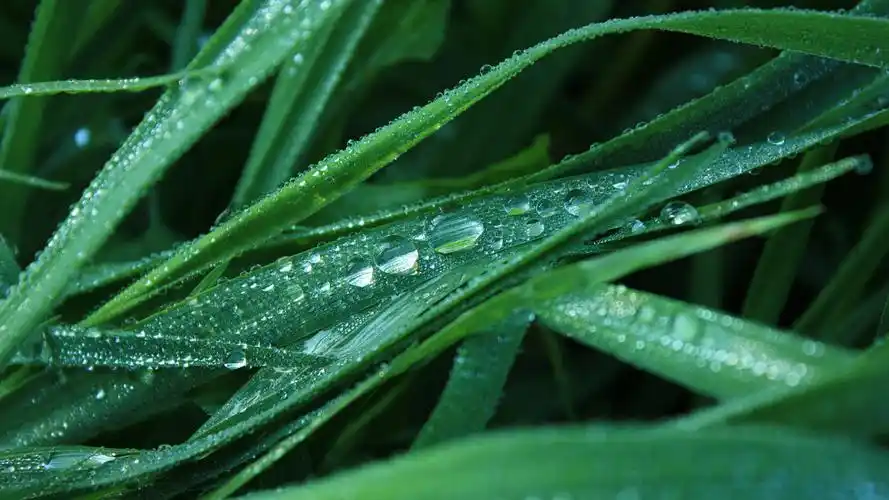 清新唯美绿色植物护眼高清桌面壁纸