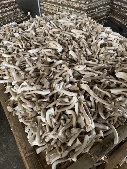 鹿茸菇200g多规格云南昆明养生切根干鹿茸菇无根无硫