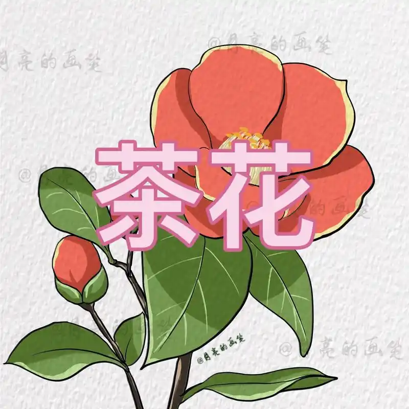 简笔画花卉之茶花.#绘画过程分享 打卡第五十天#跟着抖音学 - 抖音
