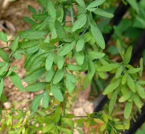 一味香到极致的草药:臭草