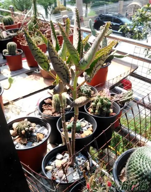 来看几个夏天不怕热的 - 多肉综合/十二卷/大戟/萝藦/食虫/等 浴花谷