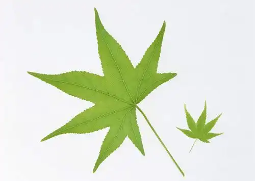 正面,植物,枫树,叶子,两片,纹理,绿叶,绿色,嫩叶,摄影,影棚,肌理,槭树