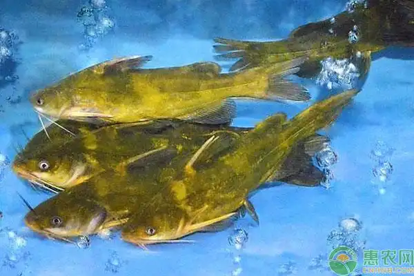 江黄鱼是指什么鱼江黄鱼多少钱一斤