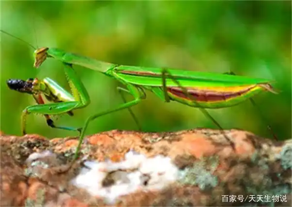 昆虫世界之昆虫的足类型