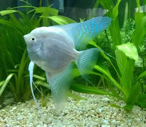 看看我的雪燕 养了半年 发色了 - 悠悠神仙 - cta南美水族 - powered