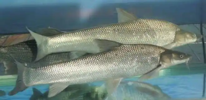 但是为啥叫做淡水银鳕鱼,实在不详,估计就是单纯的贴金.