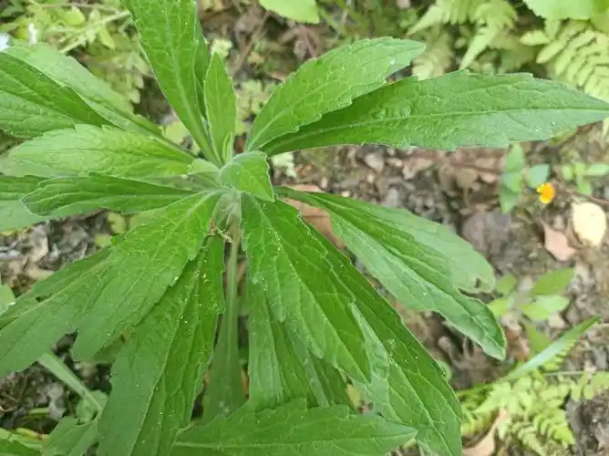 图片来源原创其实,飞蓬草也是一味中草药,具有一定的药用价值,其药用