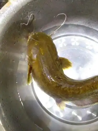 晚上一个人深山钓鱼都是好货黄鲶鱼