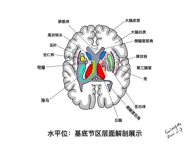 内囊丘脑基底节区解剖与定位二