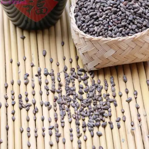 柏子3斤包邮柏树籽 子 柏子野生侧柏树籽 柏树壳籽 柏树种子 500g