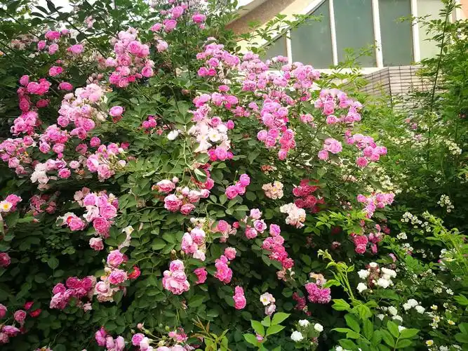 七姊妹花(蔷薇)