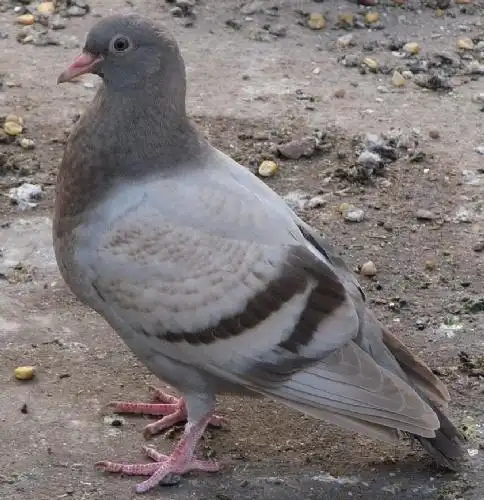 三和肉鸽养殖专业合作社