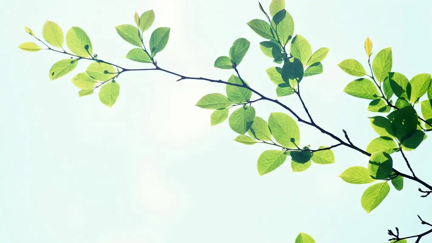 首页 桌面壁纸 二十四节气之大暑创意高清宽屏壁纸上一张下一张查看