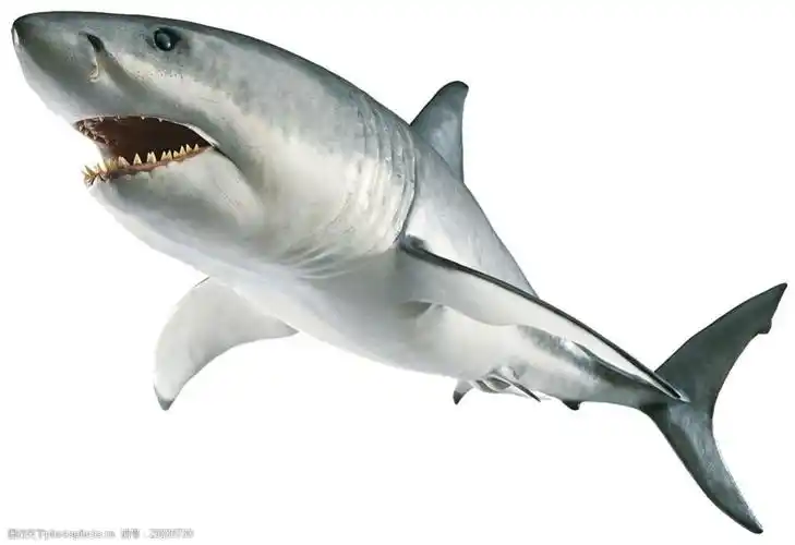 浅灰色露齿鲨鱼免抠png透明素材