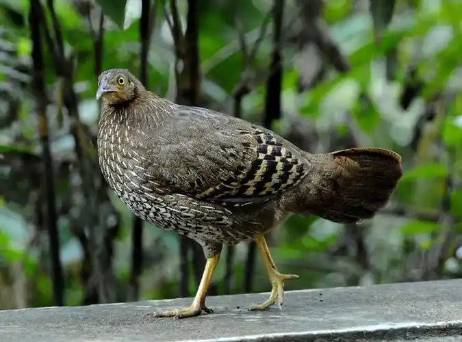 p>黑尾原鸡(学名: i>gallus lafayetii /i>): a href="#" data-lemma