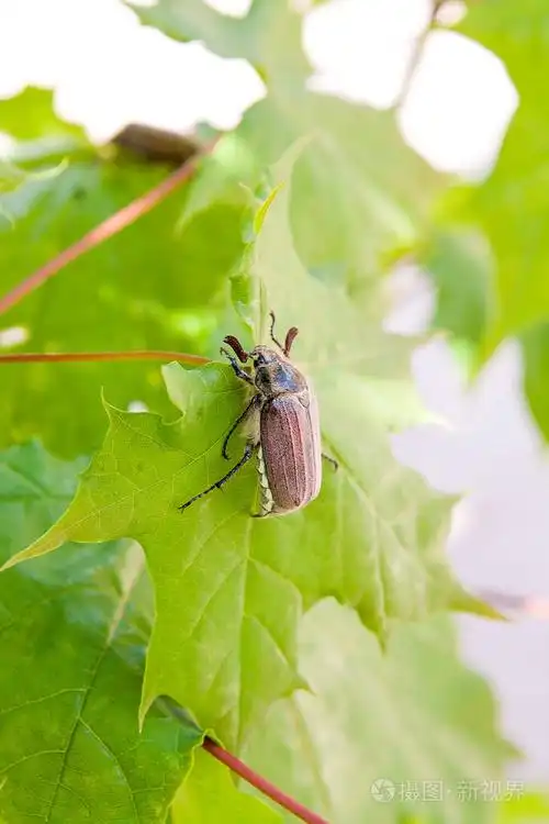 很好的生动详细的背景与chafe