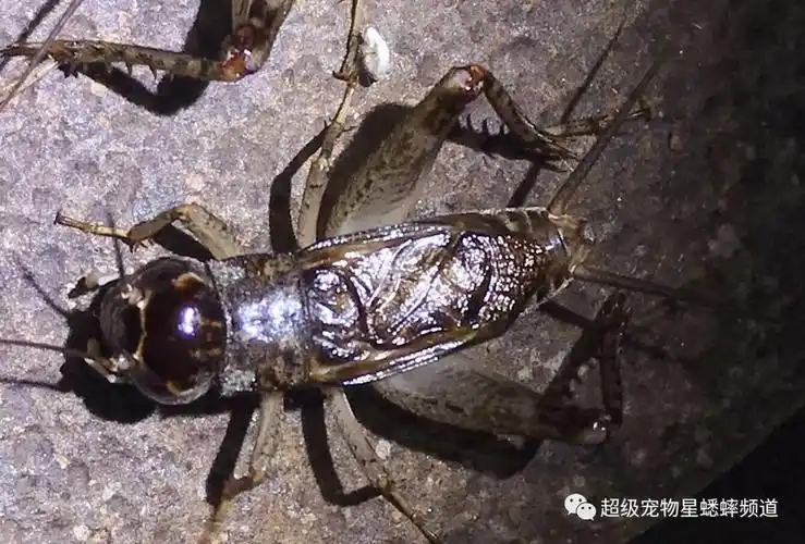 杭州蟋蟀协会队vs上海金秋虫友会队,杭州队借主场之利险胜!