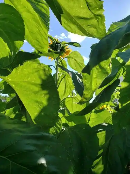 11zyq12z13joyo14after15diesir16路灯17蓝莓格格巫18cywwww19suedrol