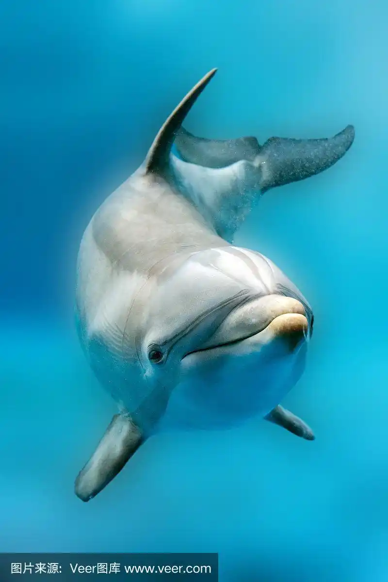 海豚微笑的眼睛特写肖像细节