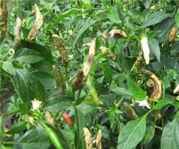 辣椒疫病怎样防治