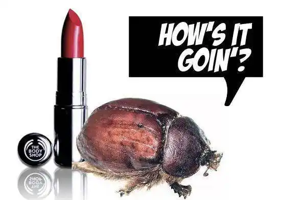 用虫子做口红这是真的