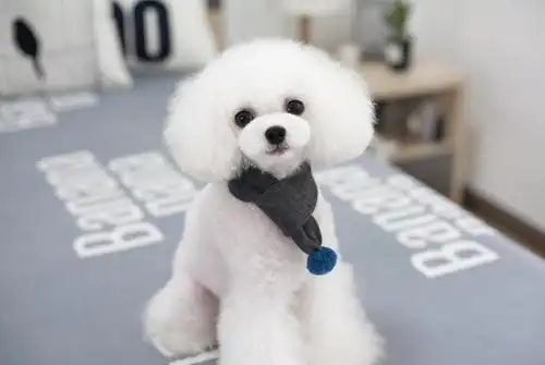 设计师の欧巴温暖小围巾 宠物围巾狗狗围脖泰迪饰品 好温柔