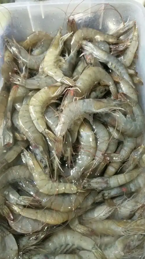 南美百虾,5060一盒93,净虾3斤3两,4050一盒98