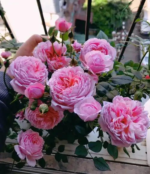 铃之妖精月季优缺点灌木铃之妖精抗病性强特点值得入手