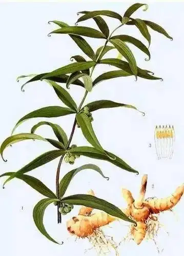 如何从叶子和株形上辨别药用黄精的真假?