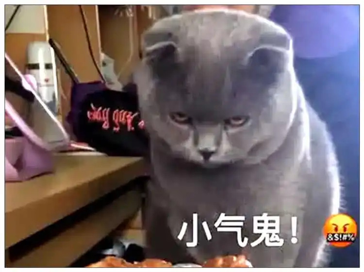蓝猫讨吃小表情令铲屎官笑喷,猫:你看这鸡腿它又大又圆!