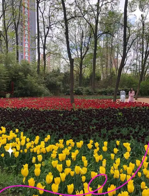 青岛胶州50万株郁金香花海盛开