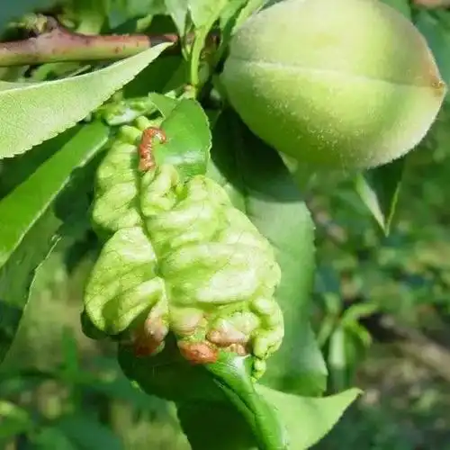 作物三大病害知识解读【瀚正速奇品牌论坛-技术篇】