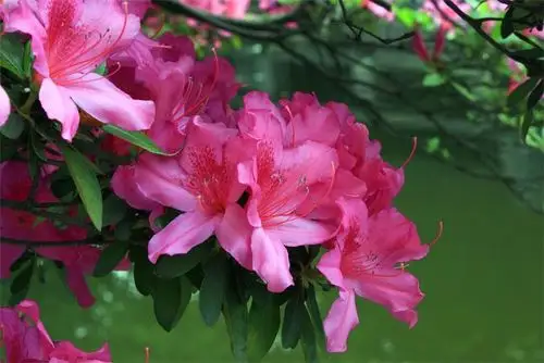 毛鹃花图片毛鹃图片毛鹃植物图片