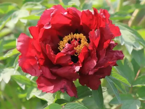 首页 电脑壁纸 娇艳牡丹花 > || 更新时间:2014-11-27 颜色分 红色