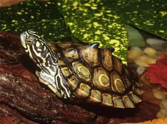 北部黑瘤地图龟雌雄如何辨别