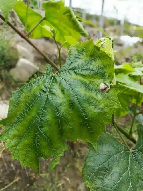 边缘焦枯黄,褪绿小黄斑,新梢黄……葡萄叶子各种黄,究竟是咋了?