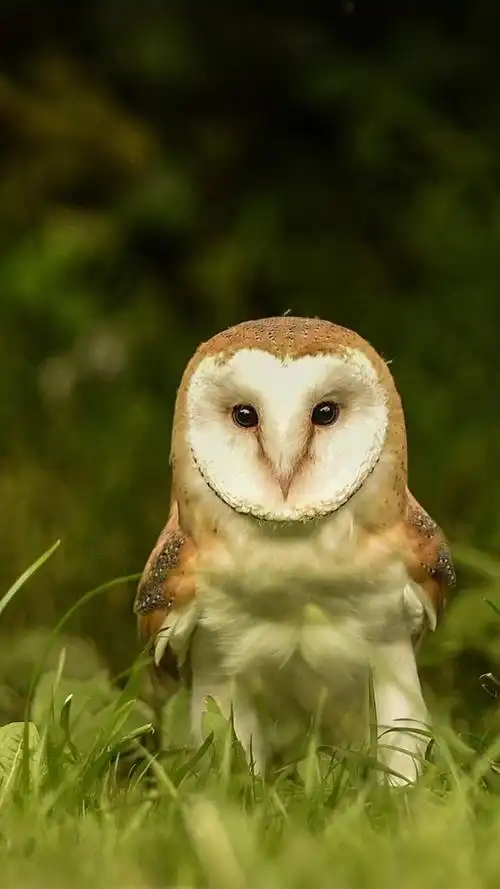 呆萌可爱猫头鹰