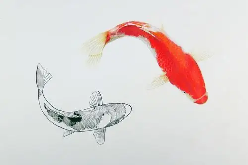 彩铅画条锦鲤给你听说你明天要考四六级