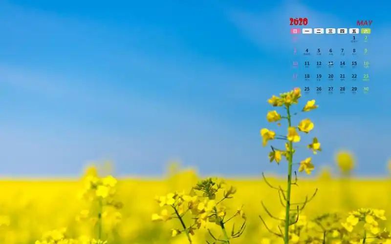 2020年5月绚丽多彩唯美油菜花花海日历写真