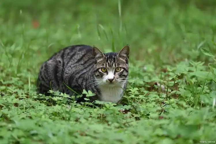 为什么中国狸花猫在国外两千一只很受宠,在国内却很少有人养?