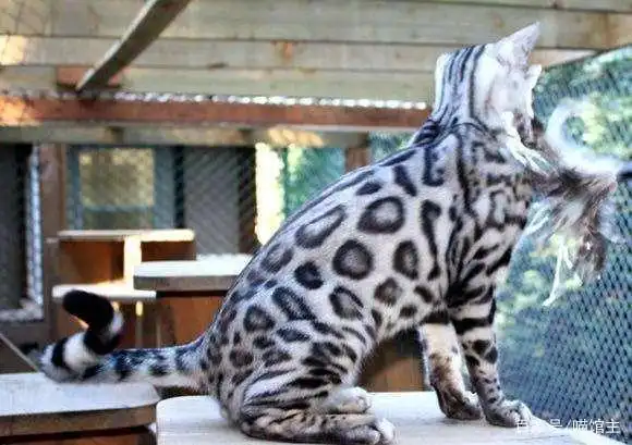 宠物猫中的宾利(孟加拉豹猫)